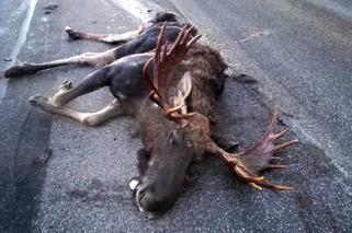 Łoś również nie przeżył