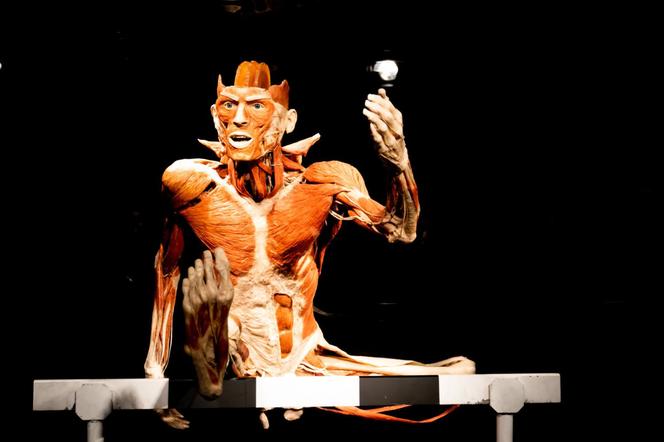 Kontrowersyjna wystawa Body Worlds wraca do Katowic. Zobaczymy ją w galerii Szyb Wilson