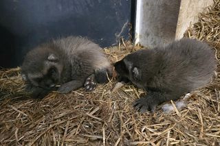Rosomakowy baby boom w Śląskim ZOO! Radosna nowina dla miłośników zwierząt