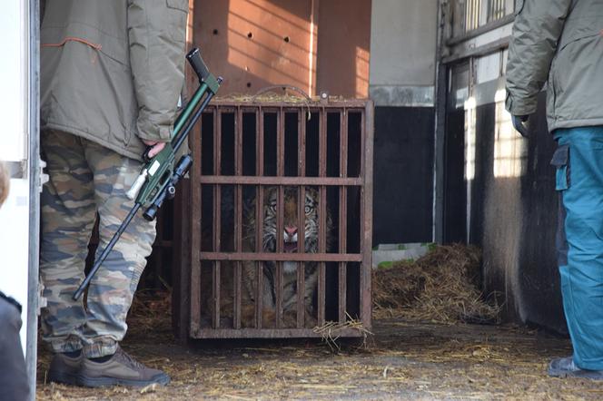 Uratowali wycieńczone tygrysy