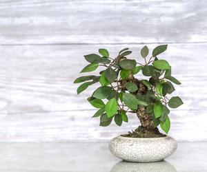 Drzewko bonsai