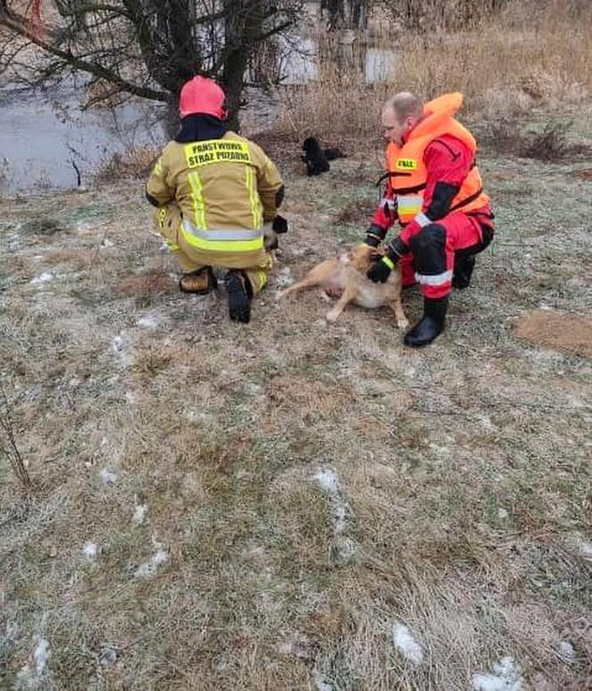 Lód zarwał się pod psami! Jeden nie żyje. Dramat niedaleko Koła