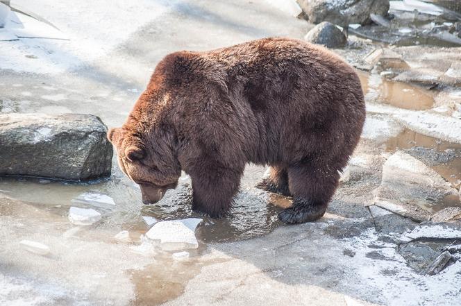 Czy  wszystkie niedźwiedzie w Bieszczadach pójdą spać?