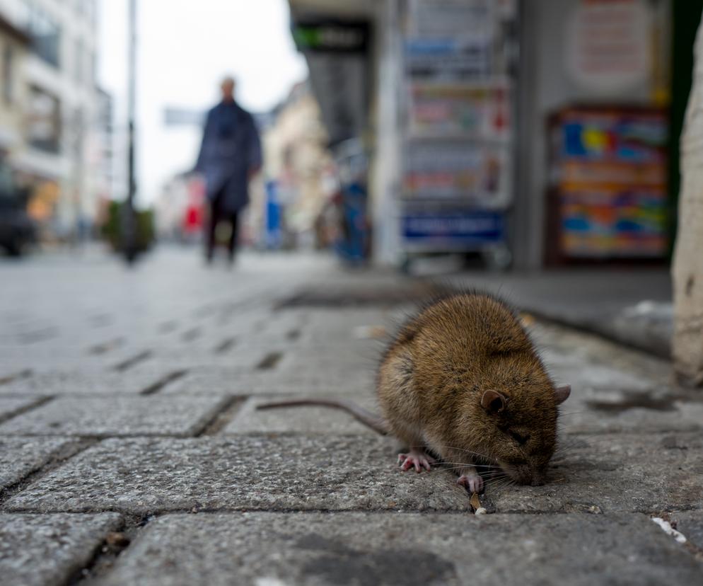 We Wrocławiu szczury mnożą się na potęgę