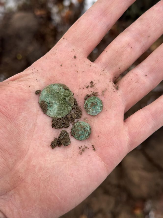 W Małopolsce odnaleziono średniowieczny skarb. Królewskie denary mogą mieć nawet 600 lat