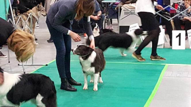 Tysiące psów i odwiedzających. II Międzynarodowa wystawa Psów Rasowych odbyła się w Bydgoszczy