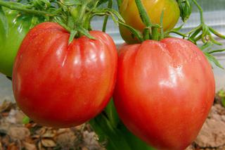 Pomidory Bawole Serca - jak uprawiać pomidor typu bawole serce?
