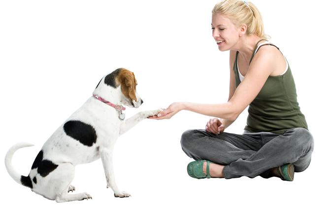 Wpływ psa na zdrowie człowieka. Jak zajmować się psem?