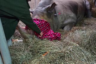 Niepokojące informacje z poznańskiego zoo. Rokowania są niedobre.... Nosorożec Diuna poważnie chora