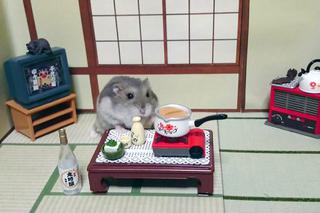 Śmieszny chomik to hit internetu!