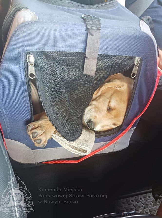 Wygląda jak maskotka, a będzie bohaterem. Strażacy mają nowego psa ratowniczego