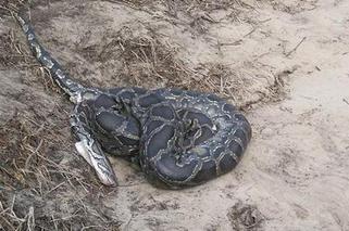 Warta: Ogromny wąż leżał na brzegu rzeki! Okazało się, że to Boa dusiciel! [ZDJĘCIA]