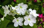 Skrętnik (Streptocarpus)