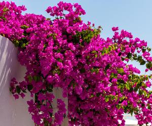 BUGENVILLEA