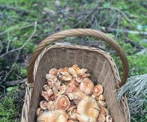 Prawdziwe skarby jesieni. Listopad to idealny czas na grzyby w Świętokrzyskiem? [Zdjęcia Waszych zbiorów]