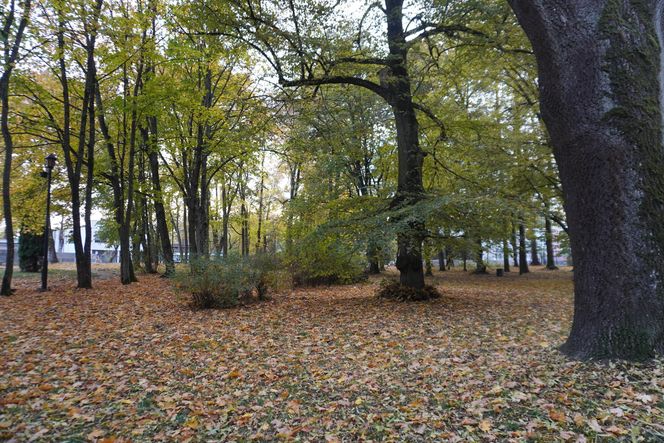 Park Lubomirskich w Białymstoku jesienią 