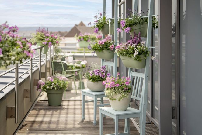Masz balkon, ale brak czasu? Te rośliny sobie poradzą!