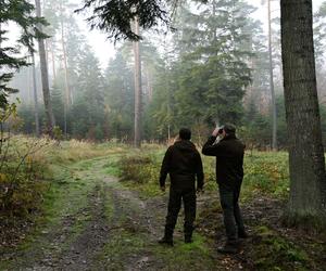Dyrekcja lasów Państowych podsumowuje akcję Jesień 2022. 