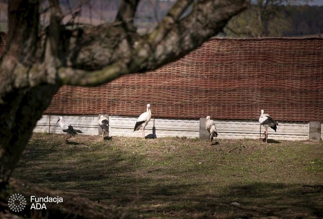 Naziemnne gniazda bocianów
