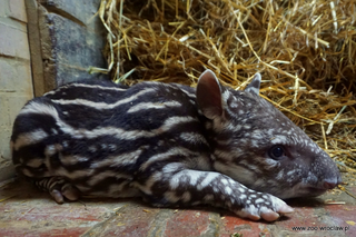 We wrocławskim zoo urodził się tapir anta. Poznajcie małą Sarę! [ZDJĘCIA, WIDEO]