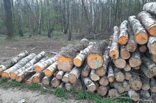 Wycinka drzew w lasku Lipie. Zobacz efekt pracy leśników!