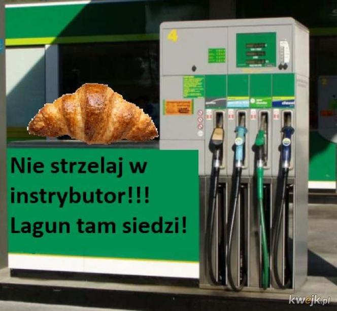 Krakowski lagun to prawdziwy FENOMEN! [MEMY]
