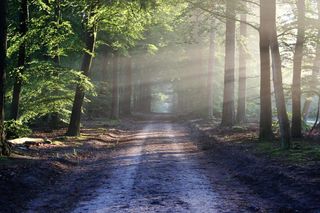 Na spacerze w lesie możesz usłyszeć szczekanie. Będziesz zaskoczony, które zwierzę wydaje ten dźwięk