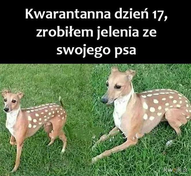 Memy o kwarantannie