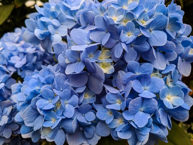 Hortensja ogrodowa (Hydrangea macrophylla) 