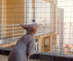 Siatka na balkon dla kota - rodzaje