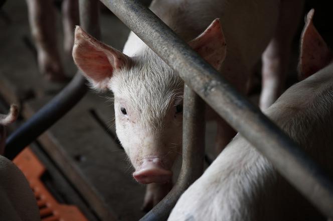 Koszmar zwierząt w podłódzkiej ubojni. Świnia porażona prądem i wleczona za nogę na rzeź [WIDEO]