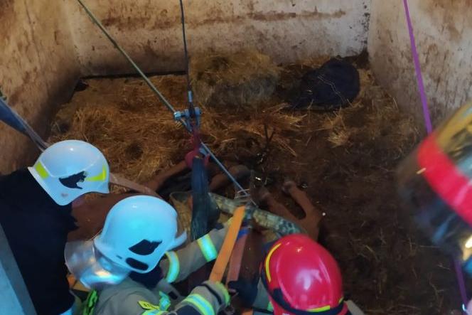 Strażacy z Gdyni pomogli podnieść chorego konia, który upadł w stajni