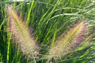 Rozplenica japońska. Zdjęcia