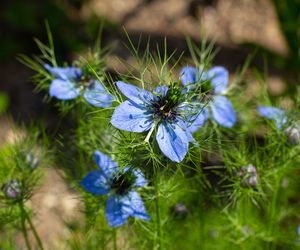 Mówią na nią boża roślina. Wspomaga leczenie nowotworów i nie tylko