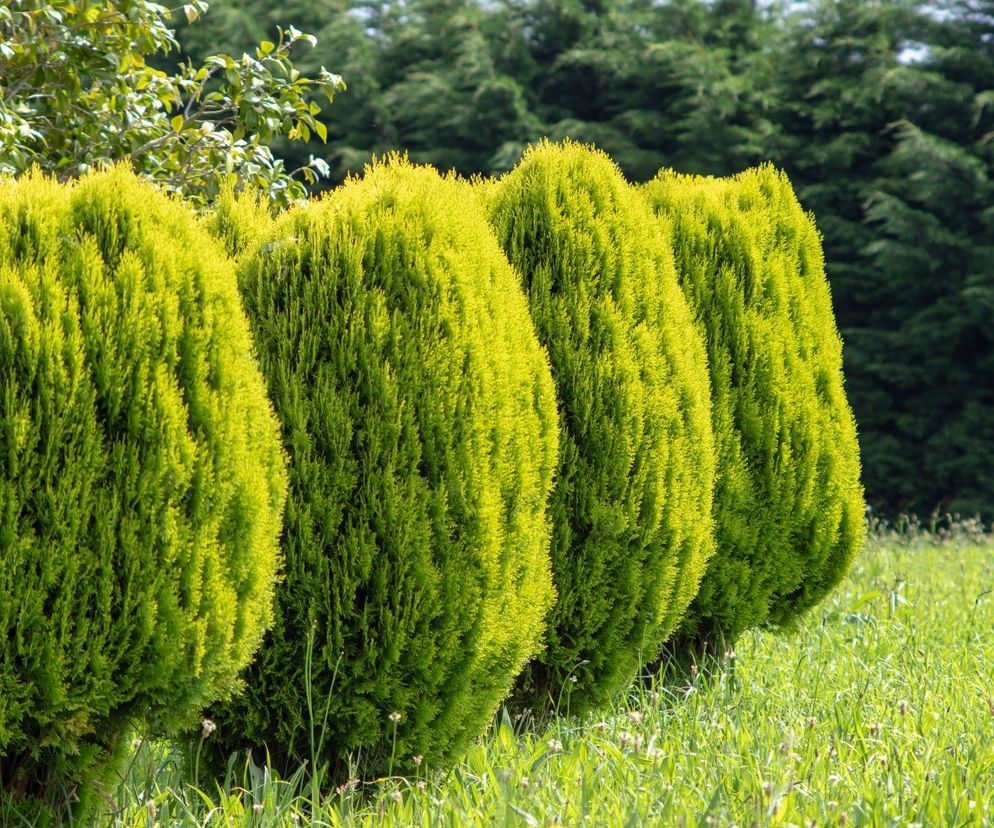 Żywotnik wschodni 'Aurea Nana'