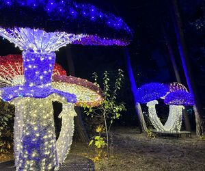 Otwarcie Lumina Parku w Poznaniu. Tegoroczne świecące miasteczko robi fenomenalne wrażenie!