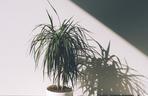 Dracena obrzeżona, Dracena marginata