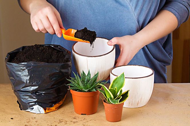 Jakie podłoże do roślin doniczkowych? [Porada eksperta]