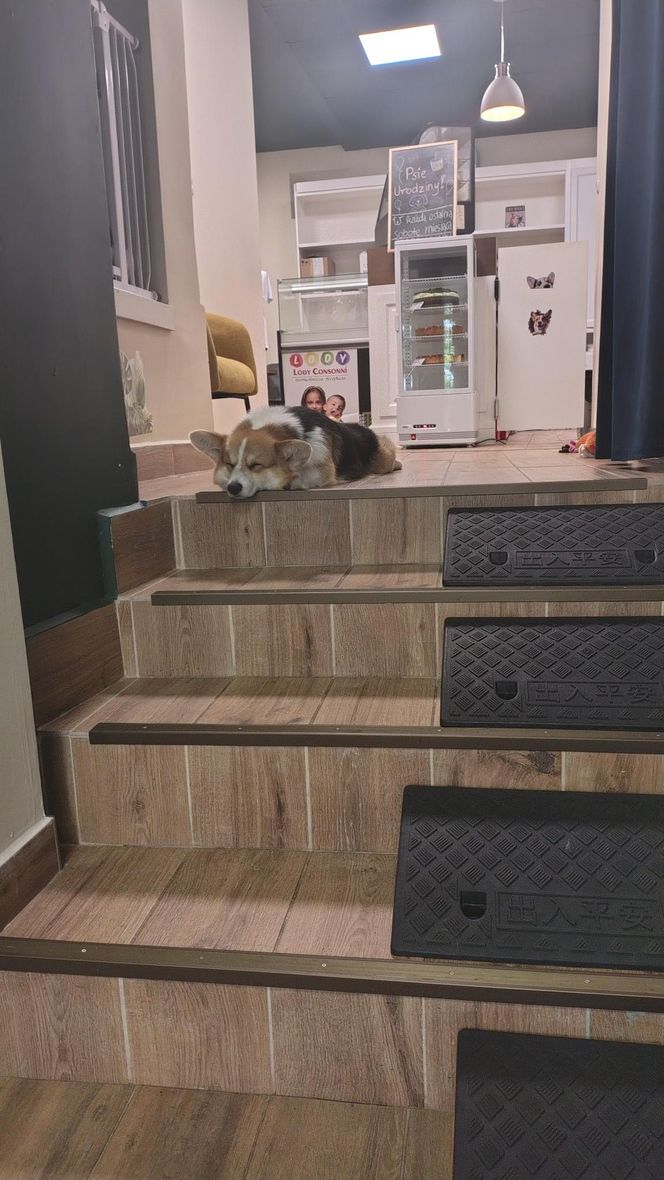 Pierwsza w Polsce kawiarnia z psami Corgi
