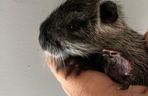 Nutria z Rybnika urodziła 6 młodych. Uratowała ją fundacja Pet Patrol