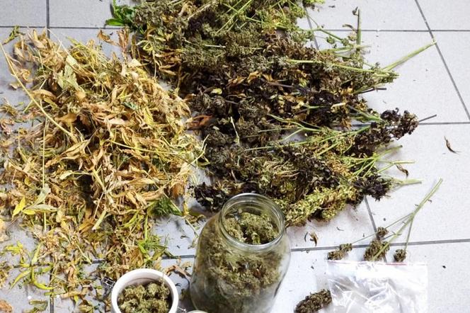 Ponad 800 porcji marihuany wytworzył 29-latek spod Białośliwia