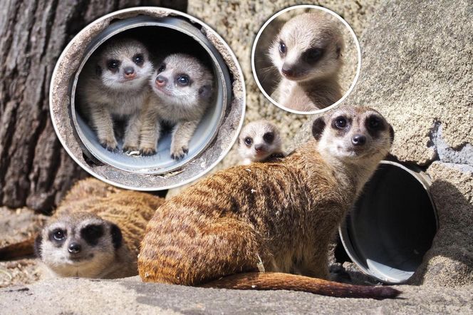 Surykatki w warszawskim ZOO oszalały ze szczęścia! To trzeba zobaczyć!