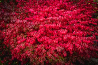 Odkryj tajemnice płonącego krzewu! Jak uprawiać trzmielinę oskrzydloną w ogrodzie?