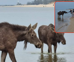 Łosie hasały po plaży w Gdańsku. ‘Potem zaatakowały ludzi, którzy próbowali je dotykać’ [WIDEO]