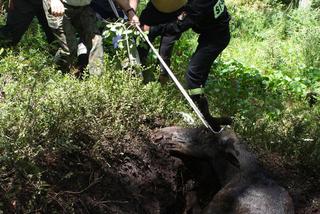 Łoś utknął w bagnie