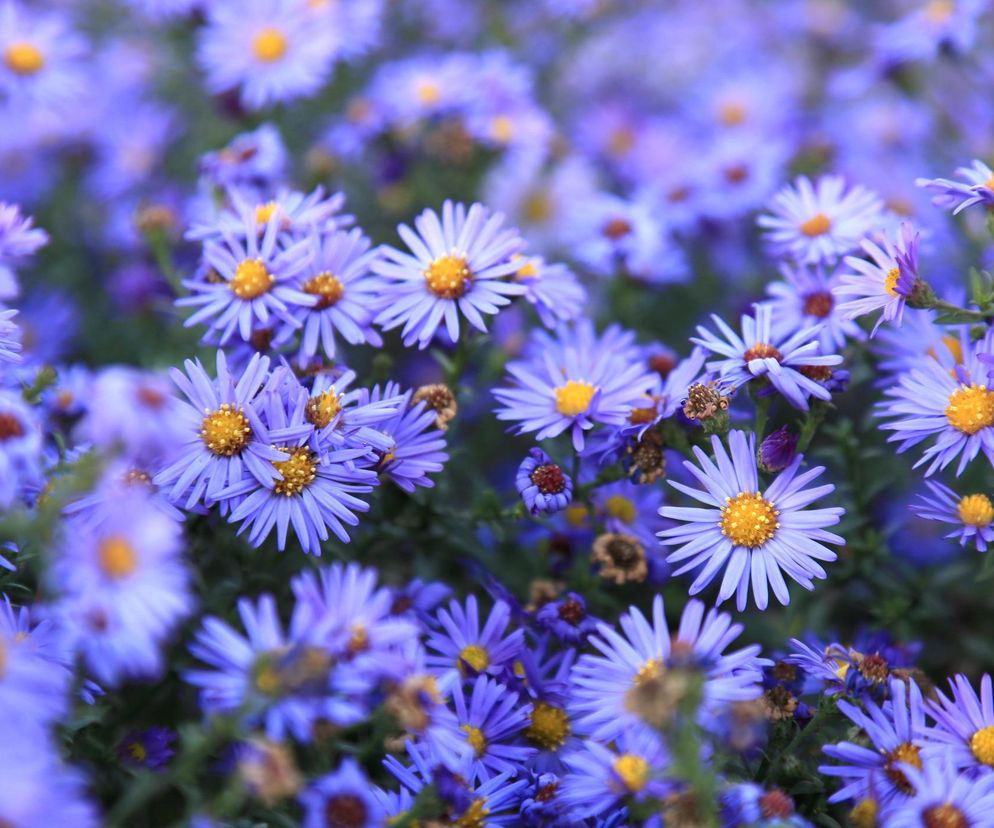 Niebieskie kwiaty na balkon i taras. Nasze top 10