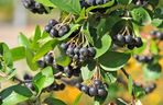 aronia