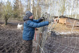 Porwany i pobity struś