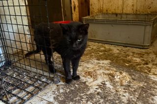 Tragedia kilkudziesięciu kotów w Wielkopolsce