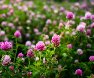 Koniczyna łąkowa ma wiele zdrowotnych właściwości. Kiedy warto ją stosować? 